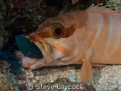 red tooth trigger fish by Steve Laycock 